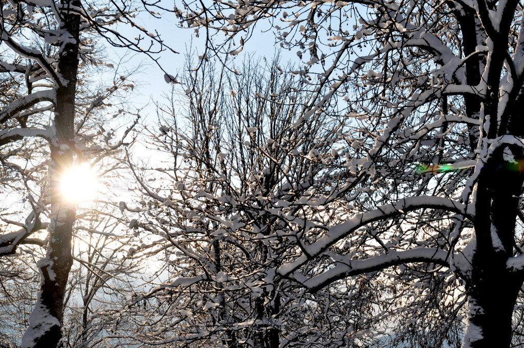 Winterbilder Altach 053.JPG