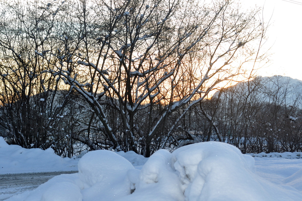 Winterbilder Altach 102.JPG