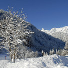 _c_ Gerhard Scopoli - Schnee Latschau - 081.jpg