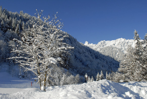 _c_ Gerhard Scopoli - Schnee Latschau - 081.jpg