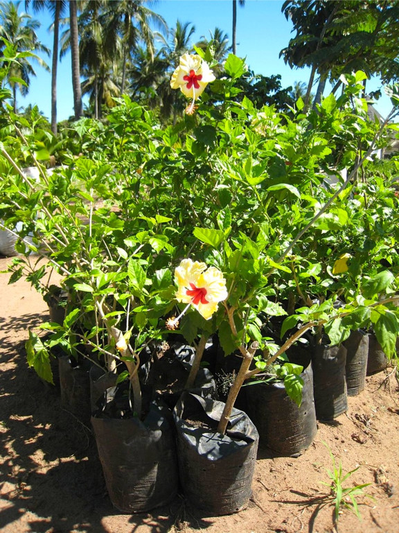 KOE_Hilfsprojekt Kenia 14_jpg-1355590586