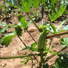KOE_Hilfsprojekt Kenia 16_jpg-1355590603