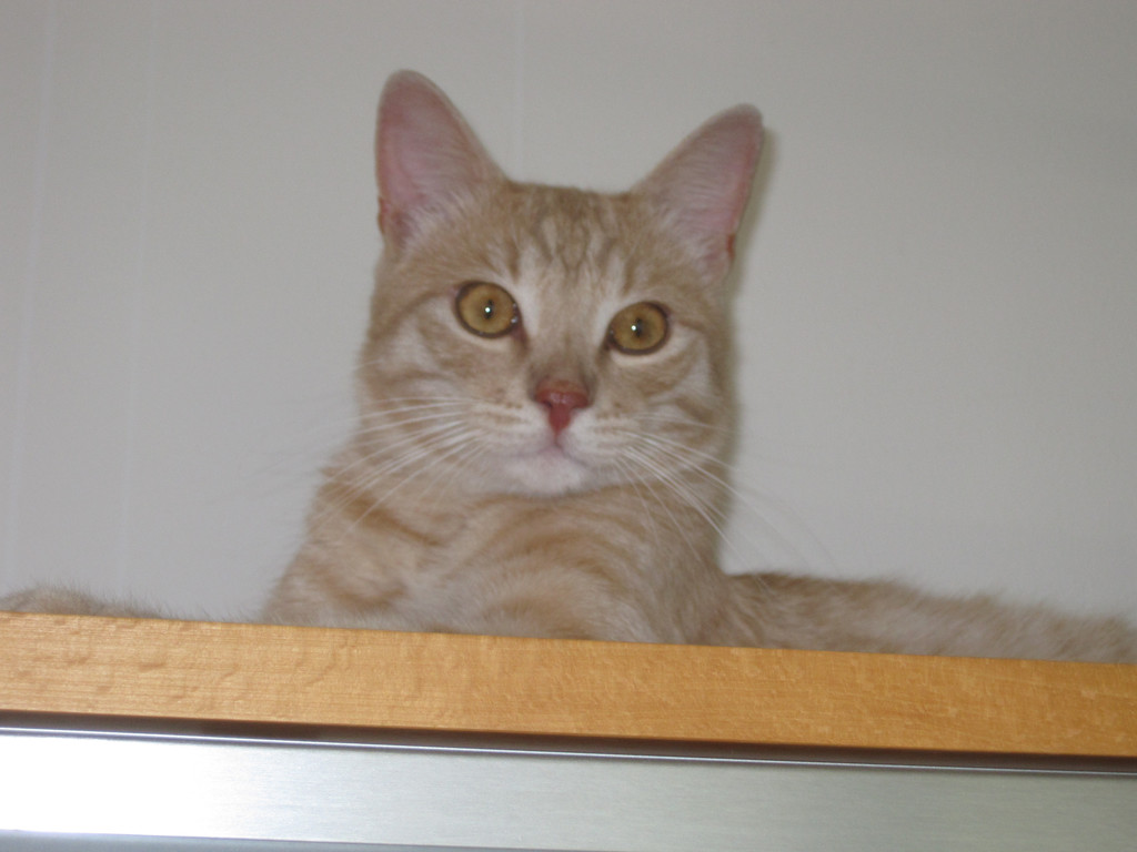 IMG_1092_JPG-1355606643