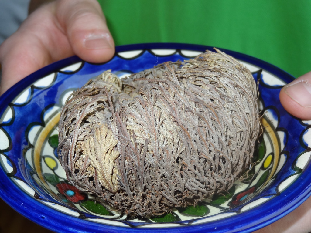 DSC01610_JPG-1355672175