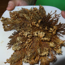 DSC01615_JPG-1355672226