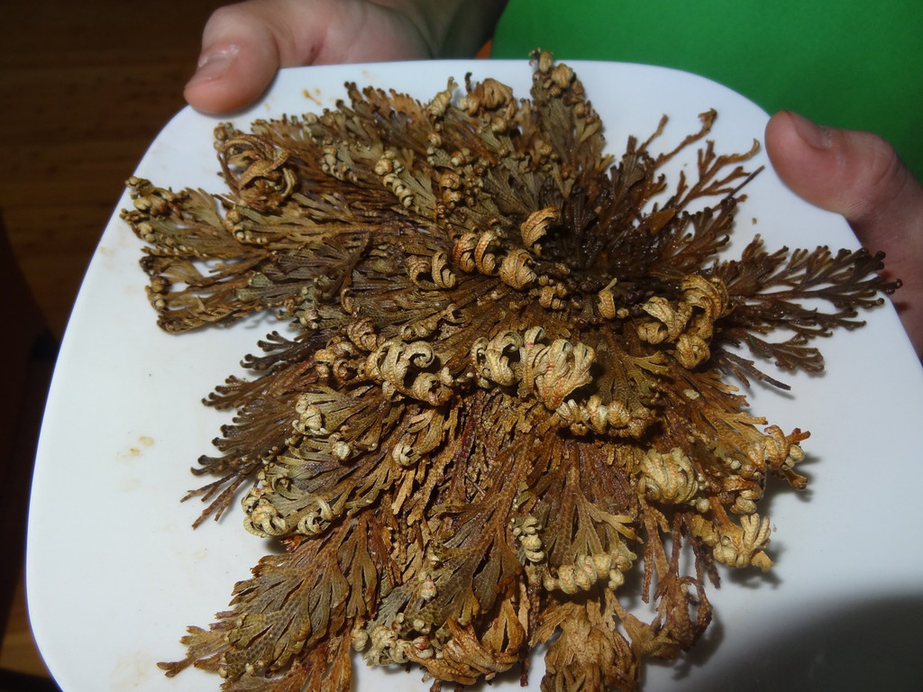 DSC01615_JPG-1355672226