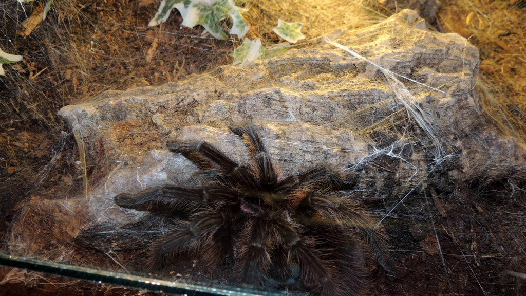 DSCN6750_JPG-1355785597