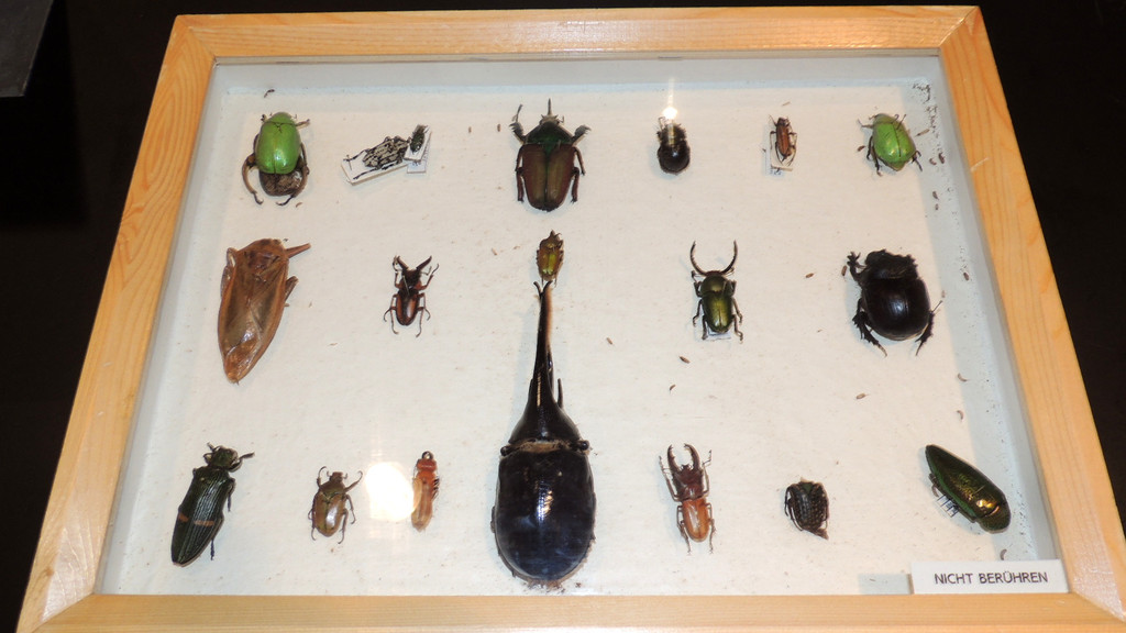 DSCN6740_JPG-1355785582