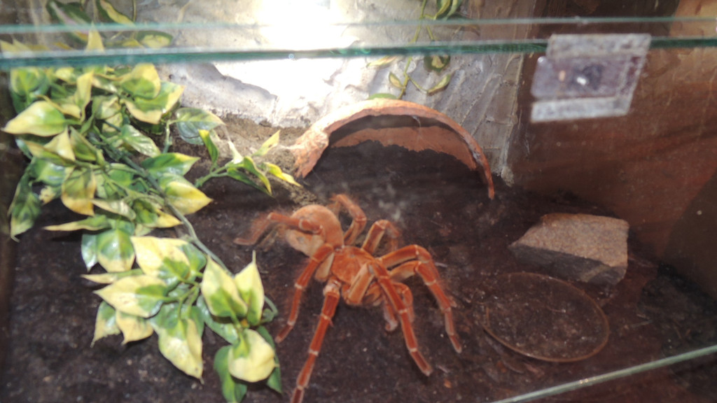 DSCN6741_JPG-1355785586