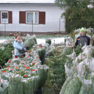 Lebende Christbäume in Wien: Green Rabbit