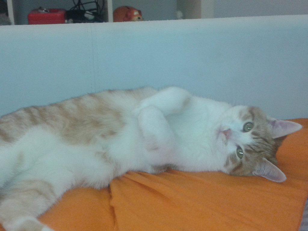 2012-10-19 14_04_49.jpg