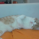 Garfield