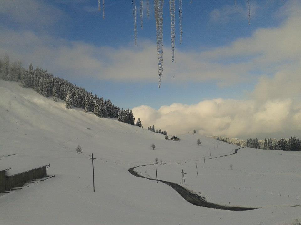 Schuttannen 1_jpg-1356084157