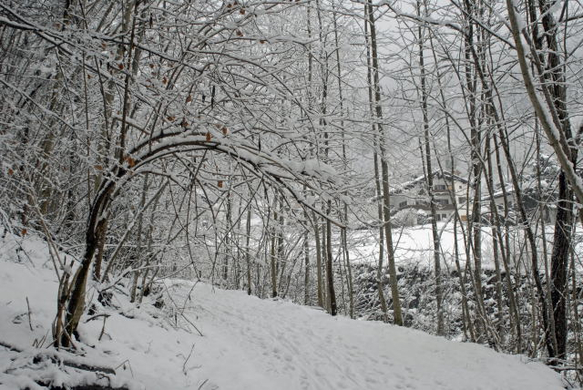 _DSC00460011_1.JPG