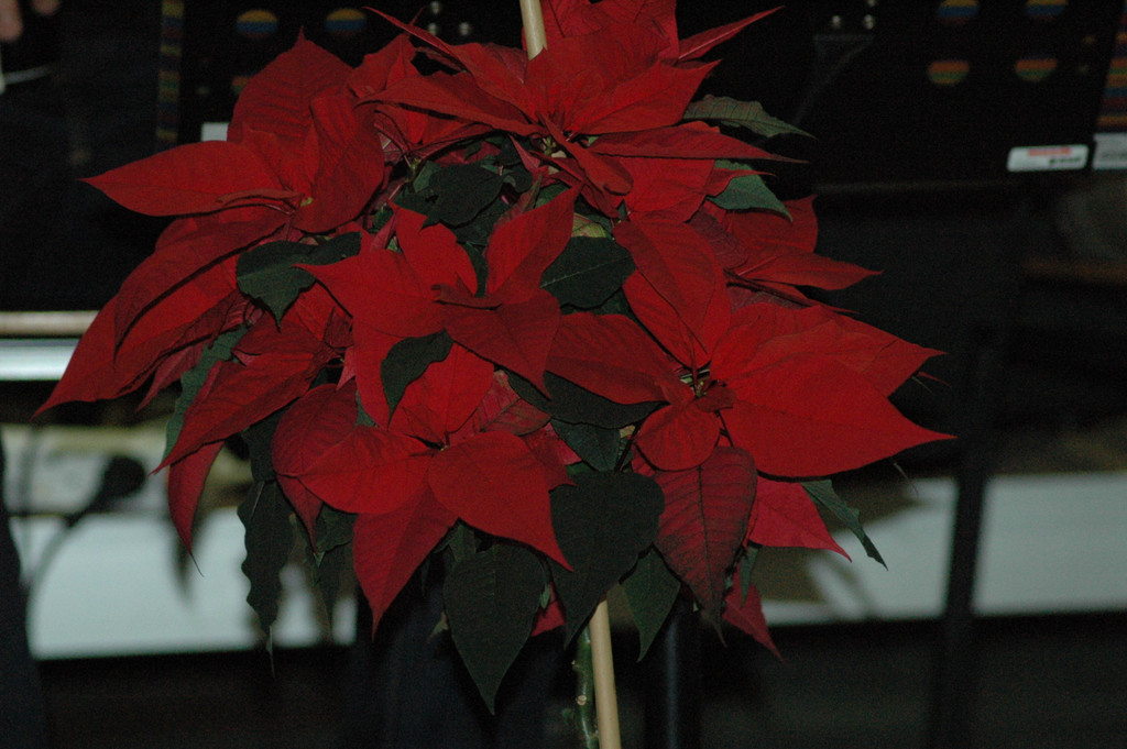 DSC_8168_JPG-1356252473