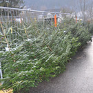 Christbaummarkt Sulz-Roethis