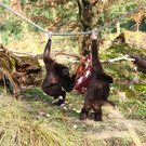 Weihnachten im Zoo