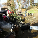 normal_24122012fmt_tiergarten_ta_010.JPG