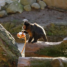 normal_24122012fmt_tiergarten_ta_012.JPG