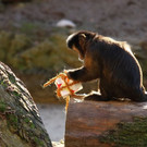 normal_24122012fmt_tiergarten_ta_013.JPG