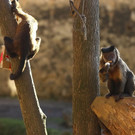 normal_24122012fmt_tiergarten_ta_015.JPG