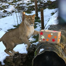 normal_24122012fmt_tiergarten_ta_017.JPG