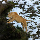 normal_24122012fmt_tiergarten_ta_018.JPG