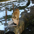 normal_24122012fmt_tiergarten_ta_019.JPG