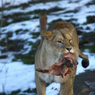 normal_24122012fmt_tiergarten_ta_020.JPG