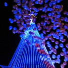 IBD0383-20121223.jpg