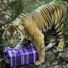 IBD0010-20121223.jpg