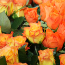 Bilderstrecke zur Umfrage