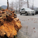Baum stürzt auf B 305