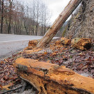 27122012baumde01001aktivnews_12.JPG