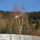 29122012gaissauat_05_009aktivnews_40.jpg