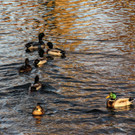 29122012tagamchiemseede_05_003aktivnews29.jpg