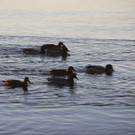 29122012tagamchiemseede_05_003aktivnews13.jpg