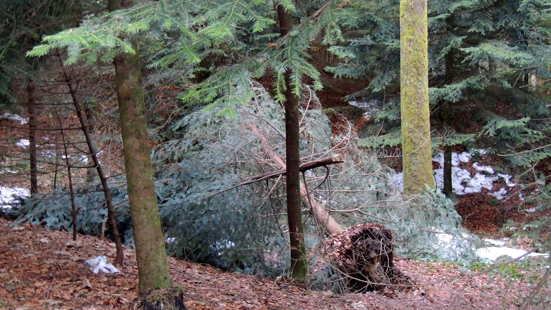 DSCN3069_JPG-1357336970