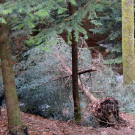  Schneebruch im Stadtwald
