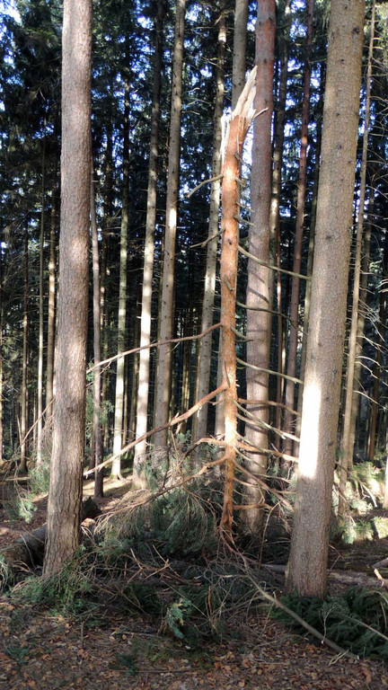 DSCN3078_JPG-1357337091