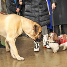 Wagenweihe 05-01-2013 137_jpg-1357401798