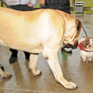 Wagenweihe 05-01-2013 146_jpg-1357401806