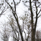 Dreik__nigslauf 2013 NACH _26__jpg-1357492581