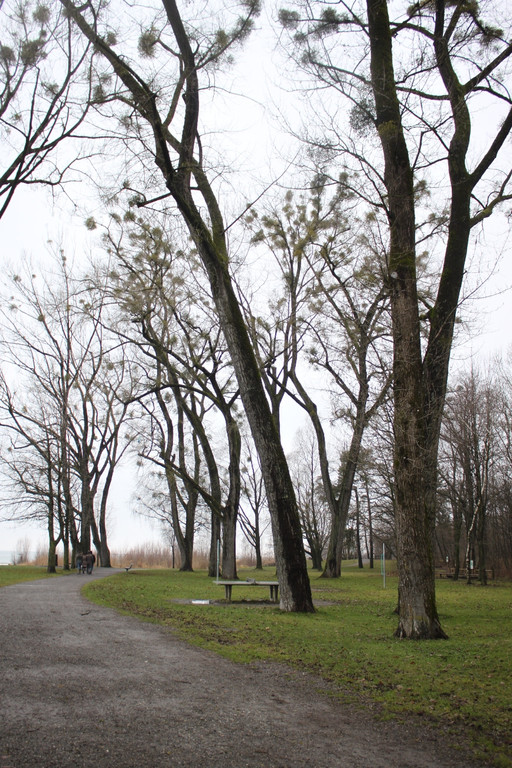 Dreik__nigslauf 2013 NACH _26__jpg-1357492581