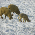 100_2373.jpg
