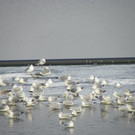 Winter am See