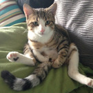 tigger_1_jpg-1357551641