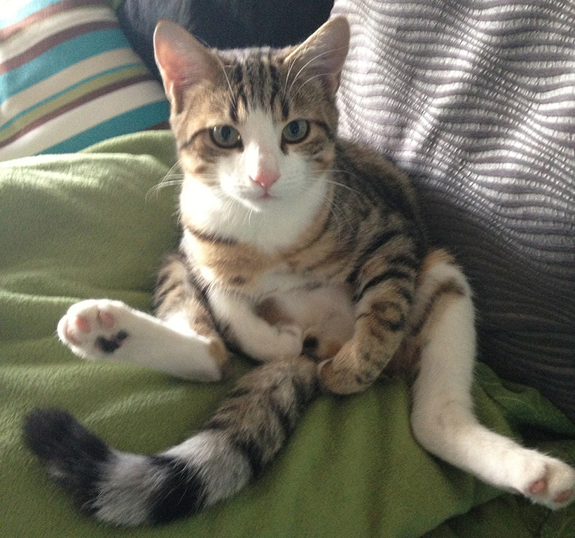 tigger_1_jpg-1357551641