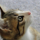 tigger_2_JPG-1357551642