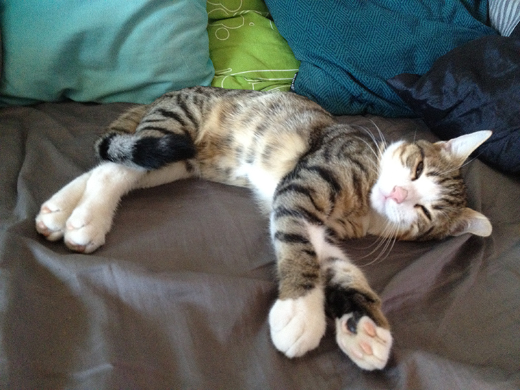 tigger_3_JPG-1357551642